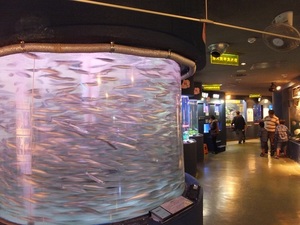 DSCF2273.JPG