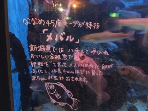 DSCF2277.JPG