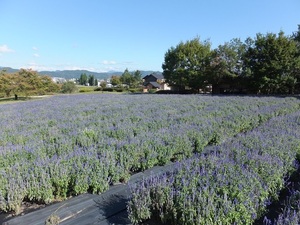DSCF3668.JPG