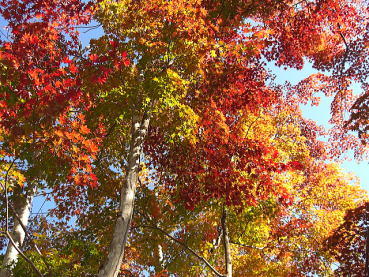 �~�n�̍g�t-���݂�-