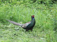 ����I�Ɏ������ɗV�тɗ���L�W