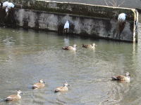 ��e�p�������H�̃J��