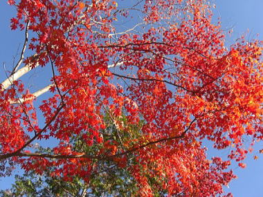 �H�̂��݂��̍ʂ�