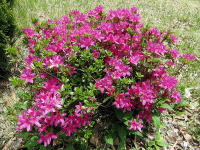 ���F�̃c�c�W