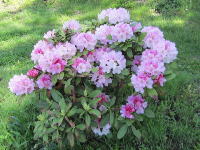 �������̃V���N�i�Q