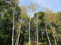 �߂��̗ѓ������̔���