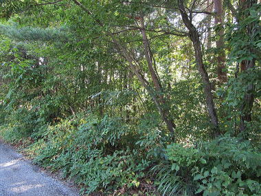 �΂Ɉ͂܂ꂽ�~�n