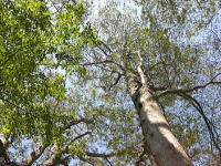 �~�n�אڂ̖؁X�̗l�q