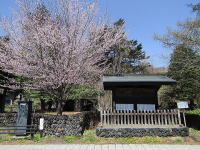 追分宿・高札場-桜の花
