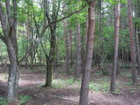 �ʑ��n�������l�q