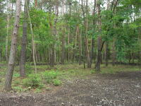 �ʑ��n�������l�q