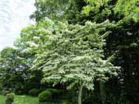 �V�΂ɉf���锒����