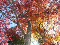 �H�̍g�t-���݂�-