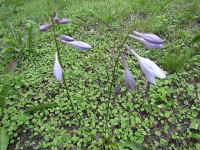 �~�n�̃M�{�E�V