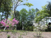 �~�n�̃c�c�W