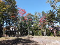 �~�n�̗l�q-�H�̍g�t-