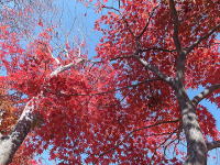 �~�n�̂��݂�