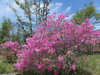 �~�n�̃c�c�W