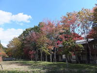 �~�n�̗l�q-�H�̍g�t-