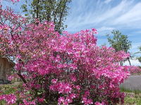 �~�n�̃c�c�W