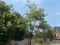 �~�n�̃��}�{�E�V