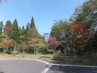 �N���h�T�b�N-�~�n