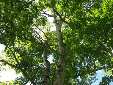 �~�n�Ɏ���������݂��̗l�q