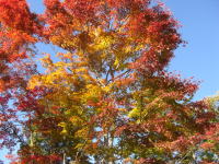 �H�̕~�n-���݂�-