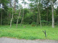 �쐼����-�~�n����̗l�q