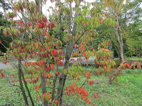 �~�n�̃��}�{�E�V