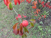 ���}�{�E�V�̎�