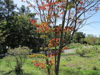 �~�n�̃��}�{�E�V