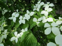 �~�n�̃��}�{�E�V