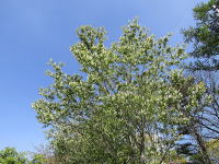 �~�n-�E���~�Y�U�N���̉�