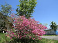 �~�n�̃c�c�W