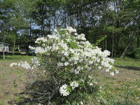 �~�n�̃c�c�W