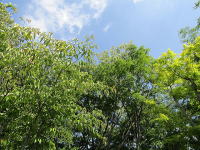 �~�n�̃��}�{�E�V�Ɨאڒn�̃A�J�V�A�̉�