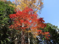 �~�n�̖؁X-�H-