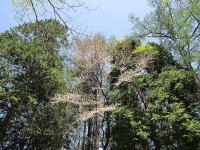 �~�n�̖؁X-��-