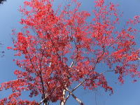 �H�̍g�t-���݂�-