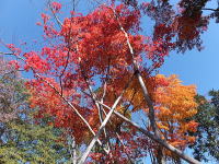 �H�̍g�t-���݂�-