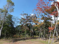 �H�̕~�n�̗l�q