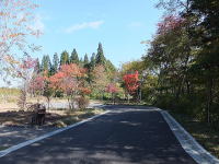 �~�n�̃A�v���[�`�E�g�t