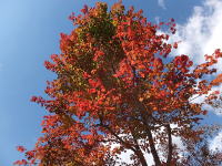 �~�n�̂��݂�-�g�t-