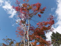 �H�̕~�n-���݂�-