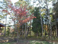 �~�n����̌i�F