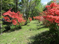 �R�����X�y�[�X-�c�c�W-�I�[�i�[�l�̏W���E�x�e��!