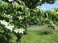 �~�n�̃��}�{�E�V