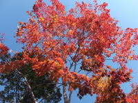 �~�n�̍g�t-���݂�-