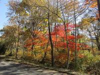 �~�n������-�H�̌i�F-